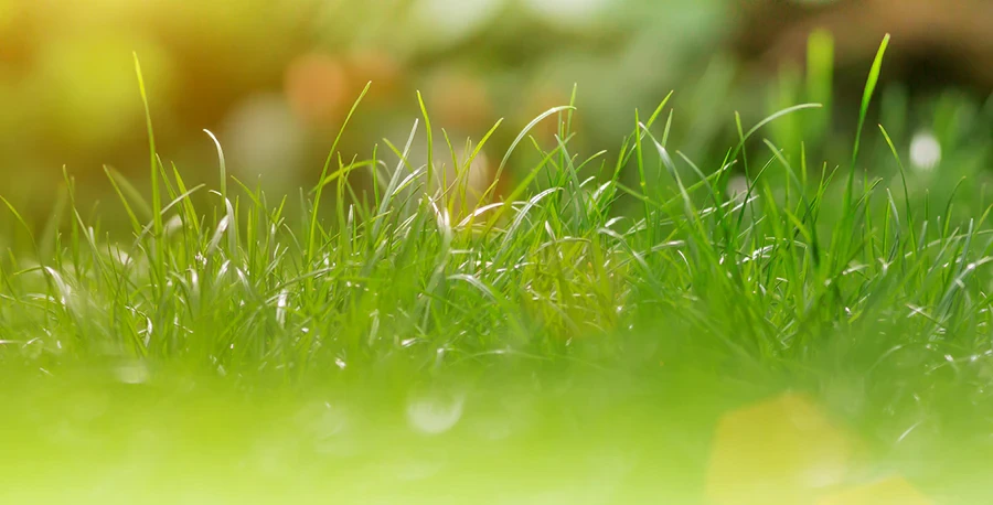 Grazax-Header-Image (1)