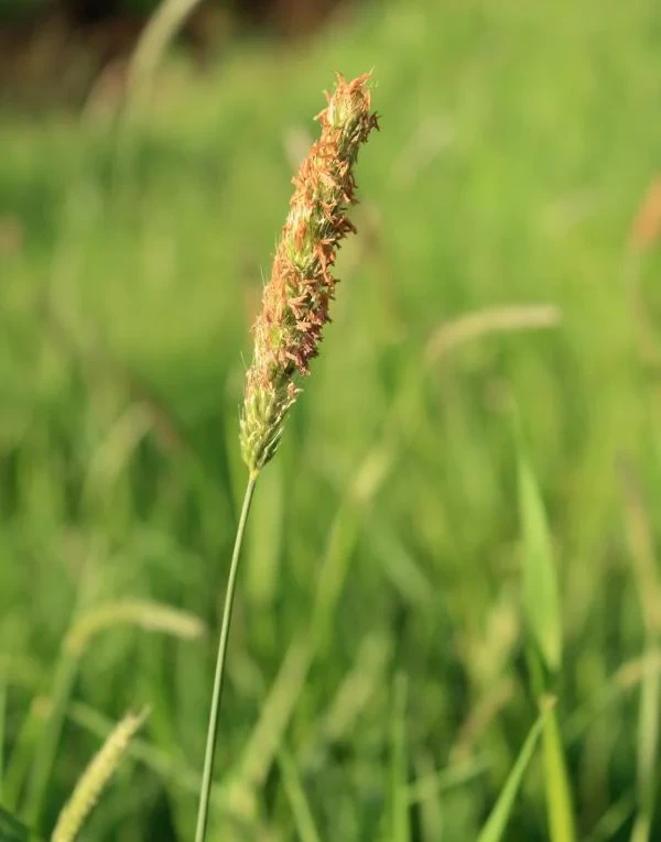grass_allergy