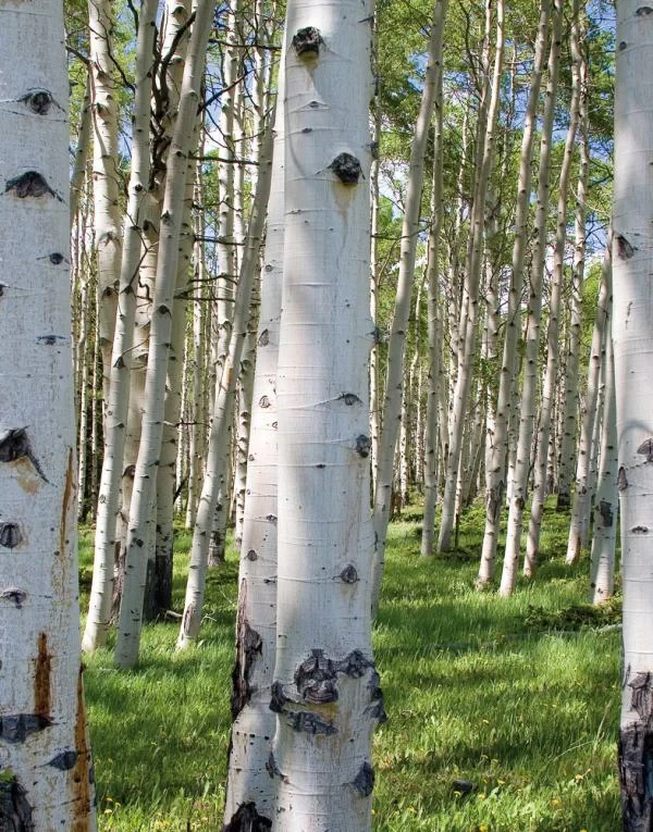 birch_forest