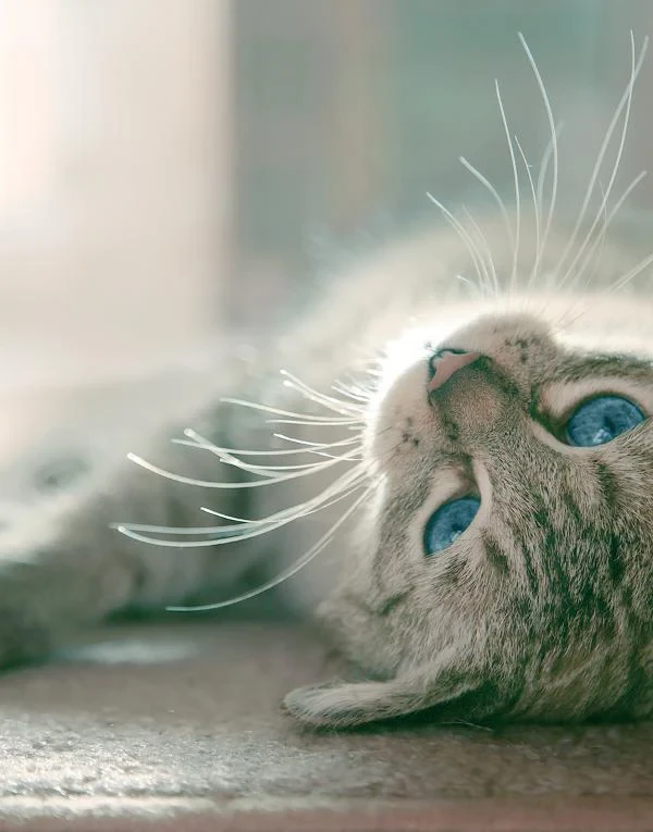 cat_hair_allergy